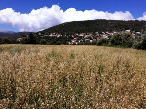 Troyanata Kefalonia an oak/lupins field