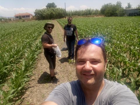 Corn field at Agios Ioannis, Pyrgos Helia