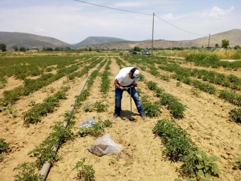 sampling at the pilot field at Heronia, Central Greece