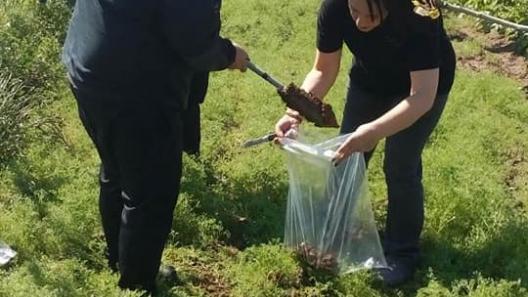 Soil sampling in Aegina Island_Pistachio trees