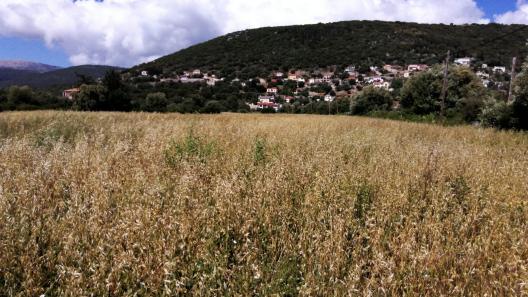 Troyanata Kefalonia an oak/lupins field