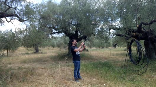 olive trees orchard, Skoura Lakonia