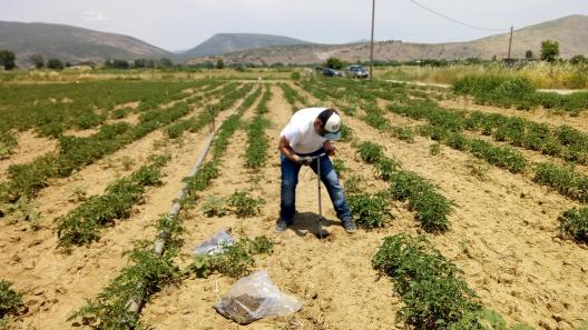 sampling at the pilot field at Heronia, Central Greece